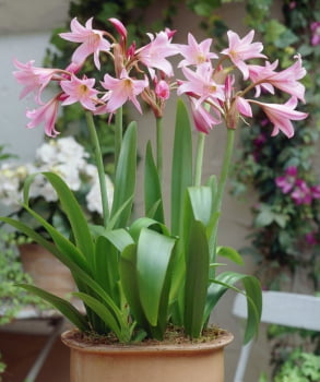 Crinus powellii rosa claro - bulbo 