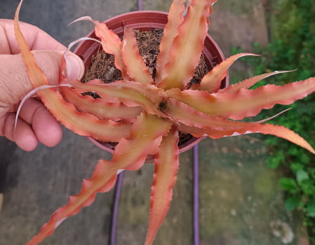 Criptanthus warren loosei -muda 10cm