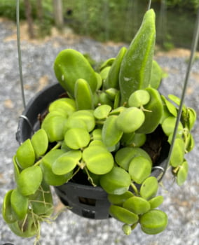 Dischidia major Dischidia major