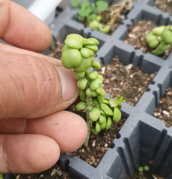Dischidia Dragon jade -  muda jovem com 4a5cm 