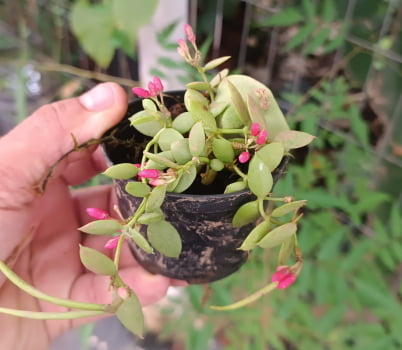 Dischidia Pectinoides -muda 6a7cm 