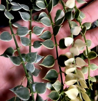 Dischidia Ruscifolia variegata muda 10cm 