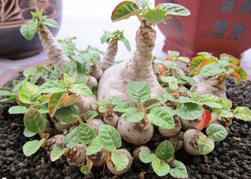 Dorstenia foetida Dorstenia foetida