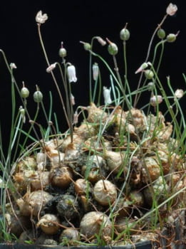 Drimia uniflora -muda jovem