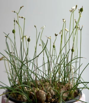 Drimia uniflora -muda jovem