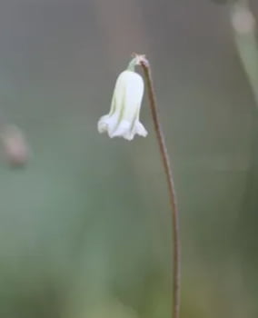 Drimia uniflora -muda jovem