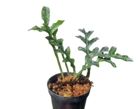Drynaria mini bonii dawrf- muda jovem