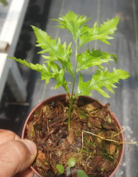 Drynaria rigidula whitei - muda Jovem  12cm 