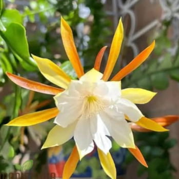 Epiphyllum angulier Epiphyllum angulier