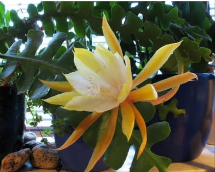 Epiphyllum angulier 
