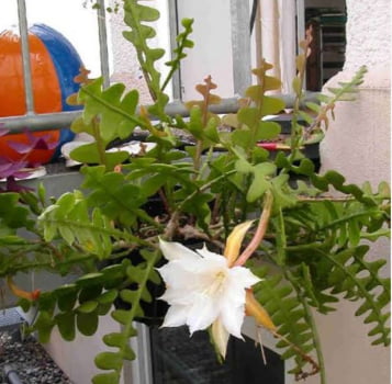 Epiphyllum angulier 