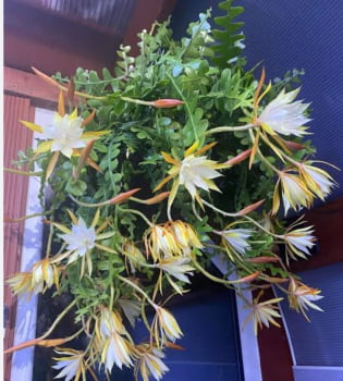 Epiphyllum angulier 