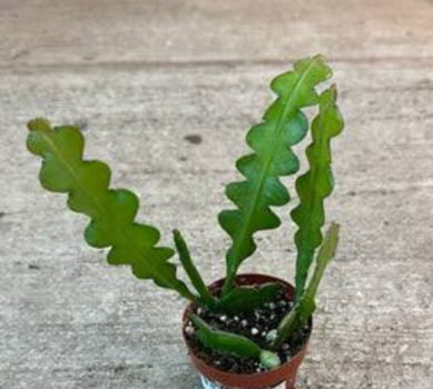 Epiphyllum angulier 