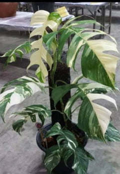 Epipremnum pinnatum alba variegata - muda jovem 