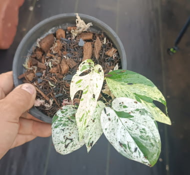 Epipremnum pinnatum alba variegata - muda jovem 