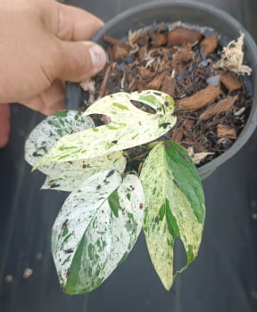 Epipremnum pinnatum alba variegata - muda jovem 