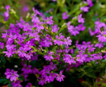Erica , e sua belas flores 