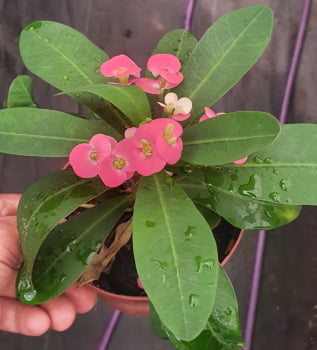 Euphorbia milli Rosa 