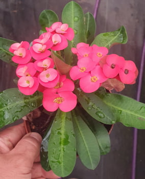 Euphorbia milli vermelho flor média 