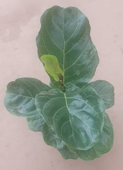 Ficus lyrata - muda com 40cm 