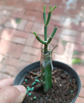 Hatiora Herminiae