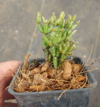Hatiora rhipsalidopsis rosea -muda 7a8cm 