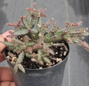 Hatiora rhipsalidopsis rosea -muda 7a8cm enxertado