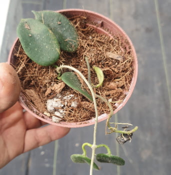 Hoya thomsonii muda com 7a8cm