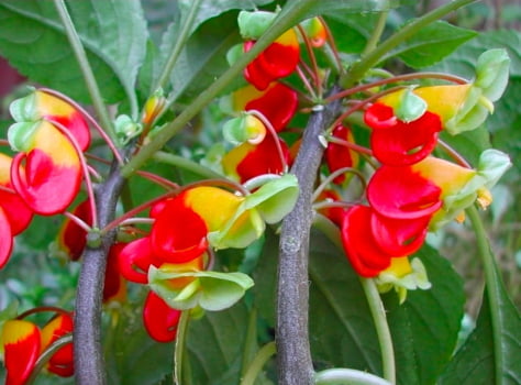 Impatiens parrot -muda jovem