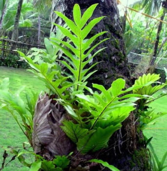 Drynaria Quercifolia  - 30cm