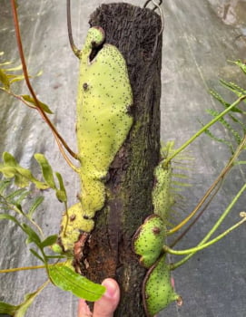 Lecanopteris Mirabilis -muda jovem