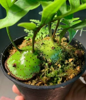 Lecanopteris Mirabilis -muda jovem