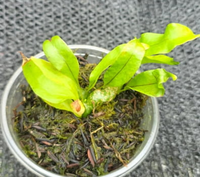 Lecanopteris Mirabilis -muda jovem