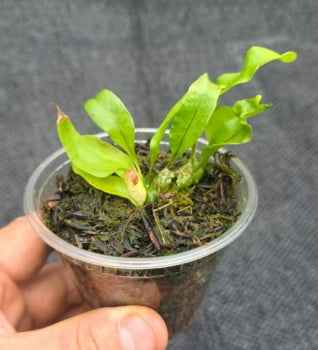 Lecanopteris Mirabilis -muda jovem