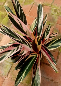 Maranhão tricolor -muda 28cm 