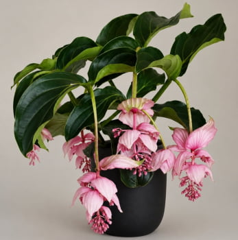 Medinilla magnifica 40a50cm