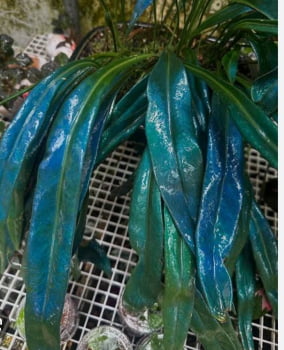 Microsolum thailandicum- muda jovem