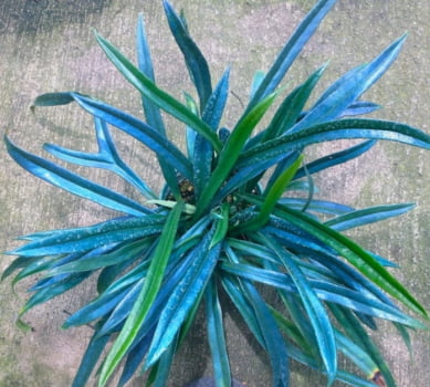 Microsolum thailandicum- muda jovem