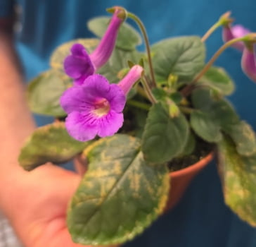 Mini sinningia violeta - muda jovem Mini sinningia violeta - muda jovem