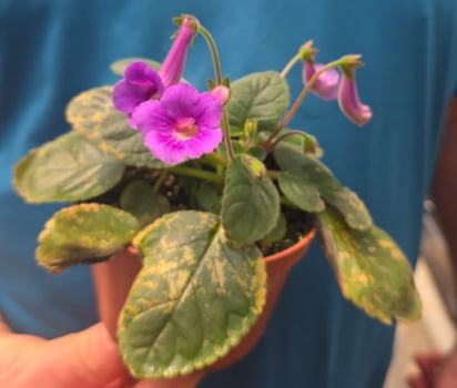 Mini sinningia violeta - muda jovem