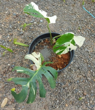 Monstera deliciosa variegata com 40a50cm