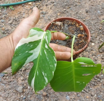 Monstera variegata com duas folhas 25cm 