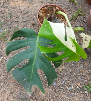 Monstera variegata com duax folhas 30cm 