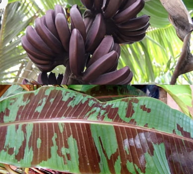  Musa Acuminata var Zebrina ) 50cm