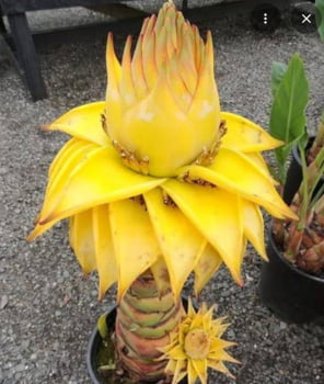 Musella Lasiocarpa -Chinesa