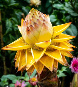 Musella Lasiocarpa -Chinesa