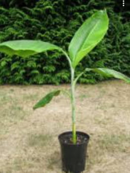 Musella Lasiocarpa -Chinesa