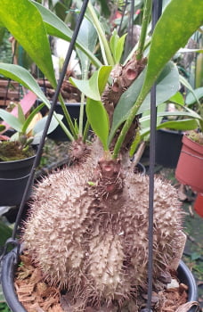 Myrmecodia tuberosa muda com 5a6cm  planta formiga 
