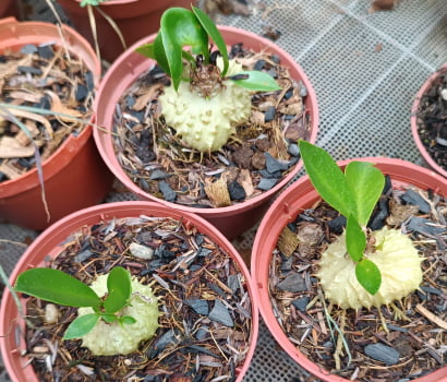 Myrmecodia tuberosa muda com 3a4cm  planta formiga 