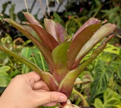 Neoregelia firebool 